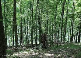 MOUNTAIN SHORES LOT 48 RD, NEW TAZEWELL, TN 37825, photo 5 of 11