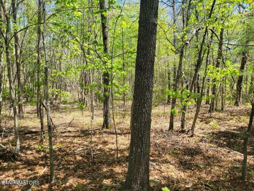 OLD COLLINS RD, DEER LODGE, TN 37726, photo 1 of 13