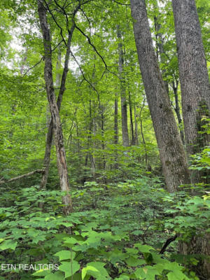LOT 2 OLD CADES COVE RD, TOWNSEND, TN 37882, photo 4 of 15